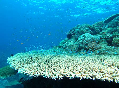 Journey Through the Coral Sea Shelf